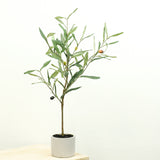 23.5" Olive Tree