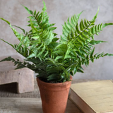 Fern In Pot