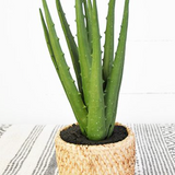 Aloe In Woven Pot