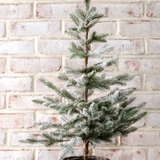 31.5" Snowy Tree In Basket
