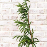36" Evergreen Branch