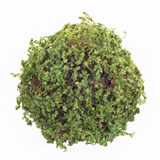 7" Moss Orb