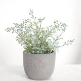 10.25 Wild Flowers In Cement Pot