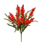 20" Budding Firecracker Salvia Bush