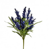 20" Budding Firecracker Salvia Bush