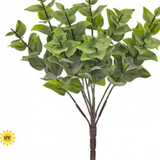 13" Eucalyptus Bush