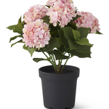 18.5" Bloom Pink Potted Hydrangea