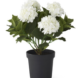 18.5" Bloom White Potted Hydrangea W/faux Dirt