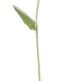 26.5" Blue Silk Touch Single Tulip Stem