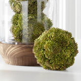 4" Green Sedum Ball