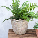 Scalloped Stone Planter – 6"