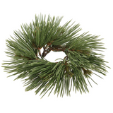 1.5" Needle Pine Taper Ring