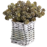 8" Sedum In Basket