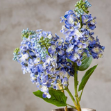 Purple Cone Hydrangea Stem