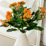 13.5" Kalanchoe Bush