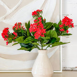 13.5" Kalanchoe Bush