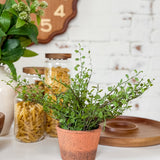 Muehlenbeckia Wire Vine in Terracotta Pot